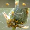 Araneus diadematus